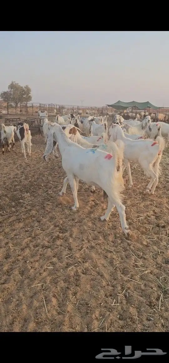 معزاء مراح طيبه 1
