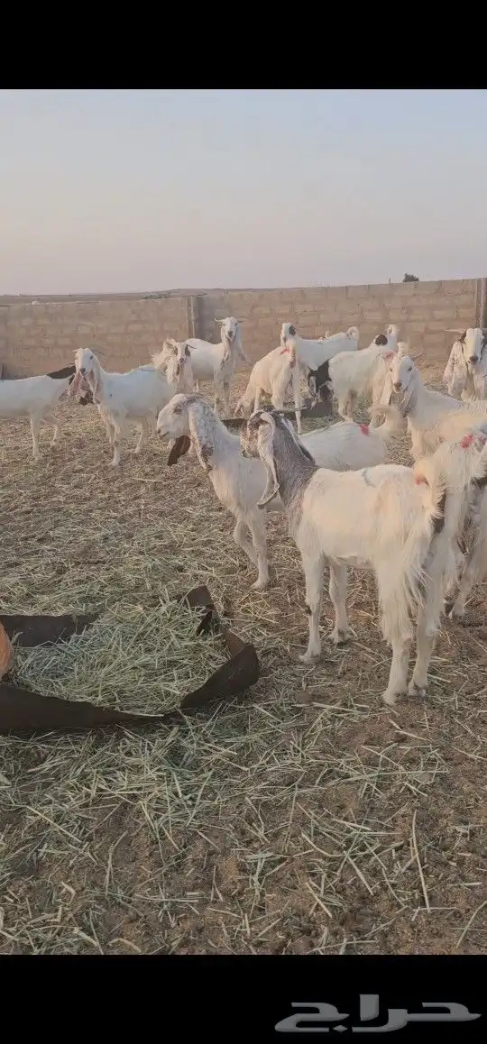 معزاء مراح طيبه 9