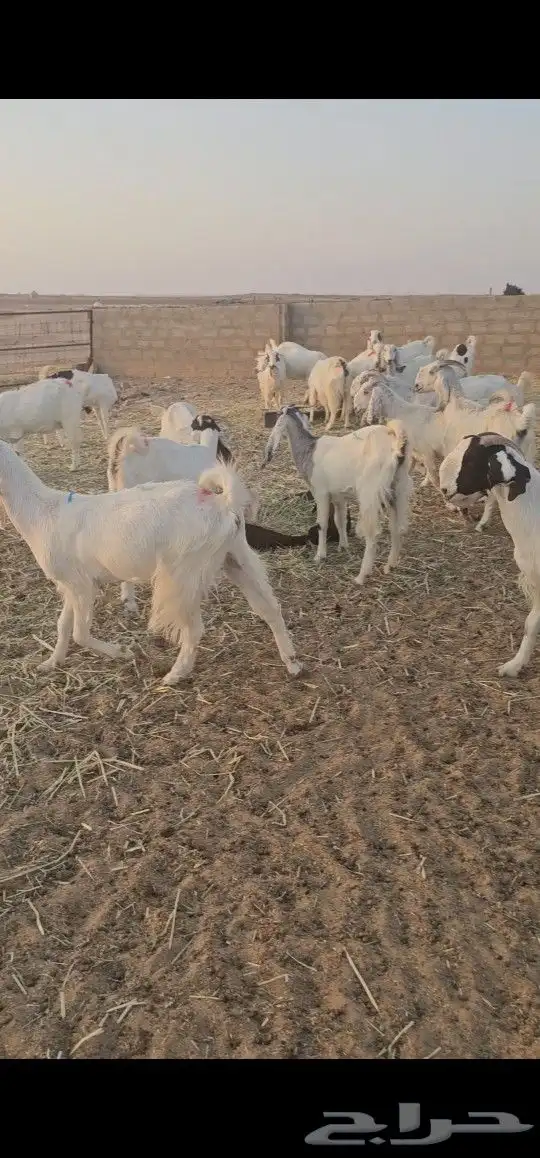 معزاء مراح طيبه 5