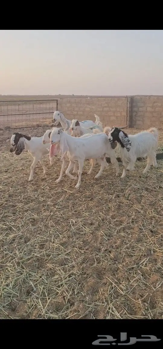 معزاء مراح طيبه 8