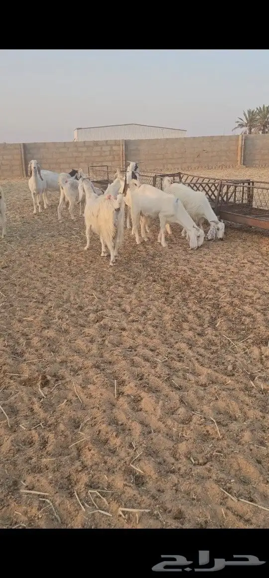 معزاء مراح طيبه 4