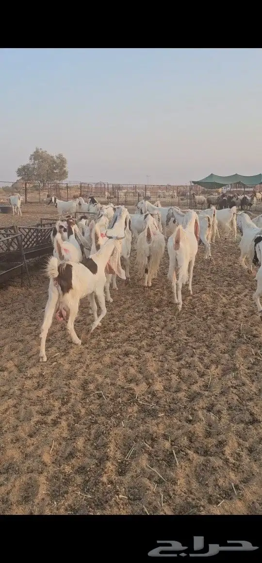 معزاء مراح طيبه 3