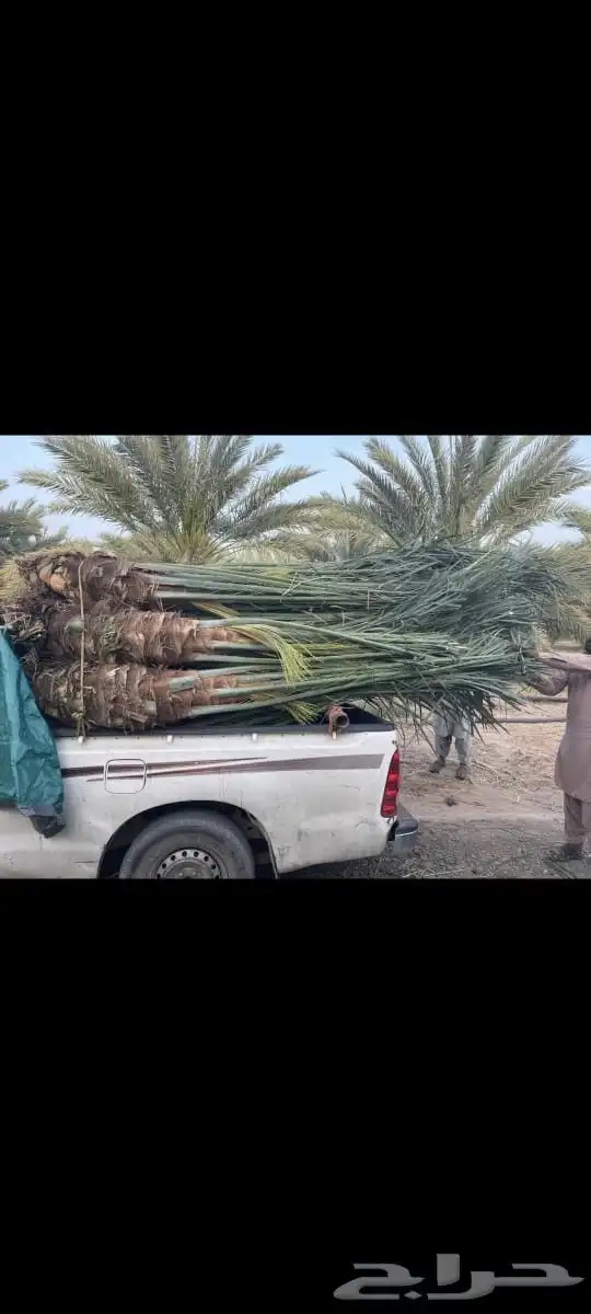 نخل للبيع بجميع نوايعه ومقاساته 5