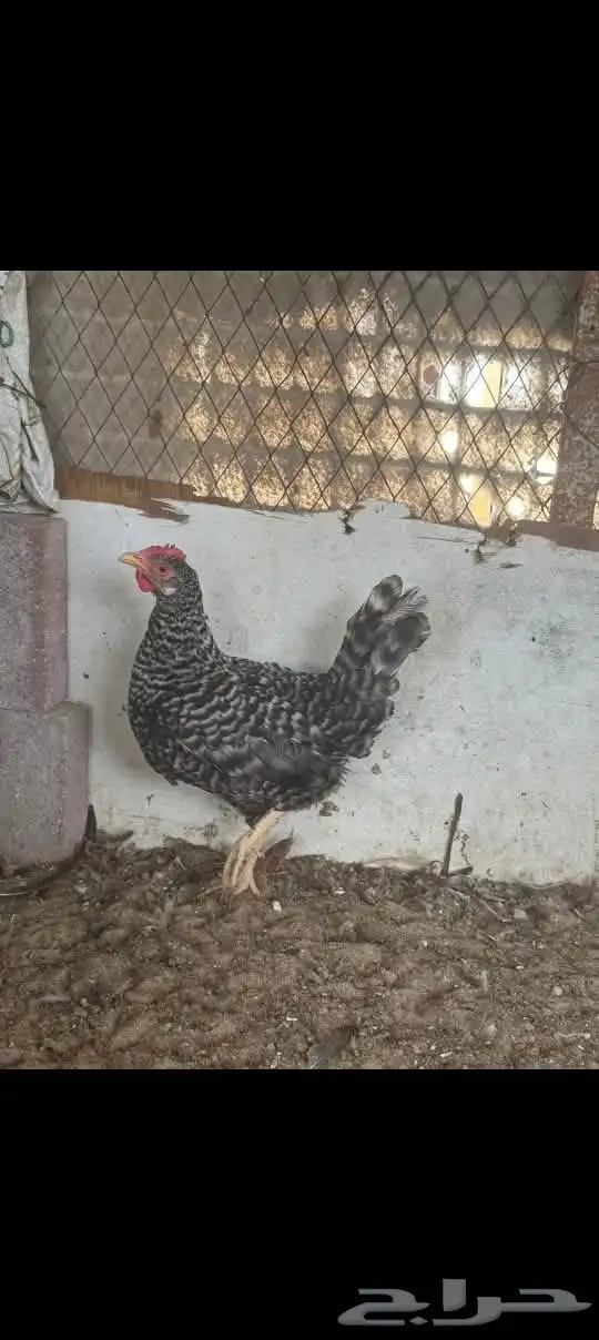 للبيع دجاجه وديك 1