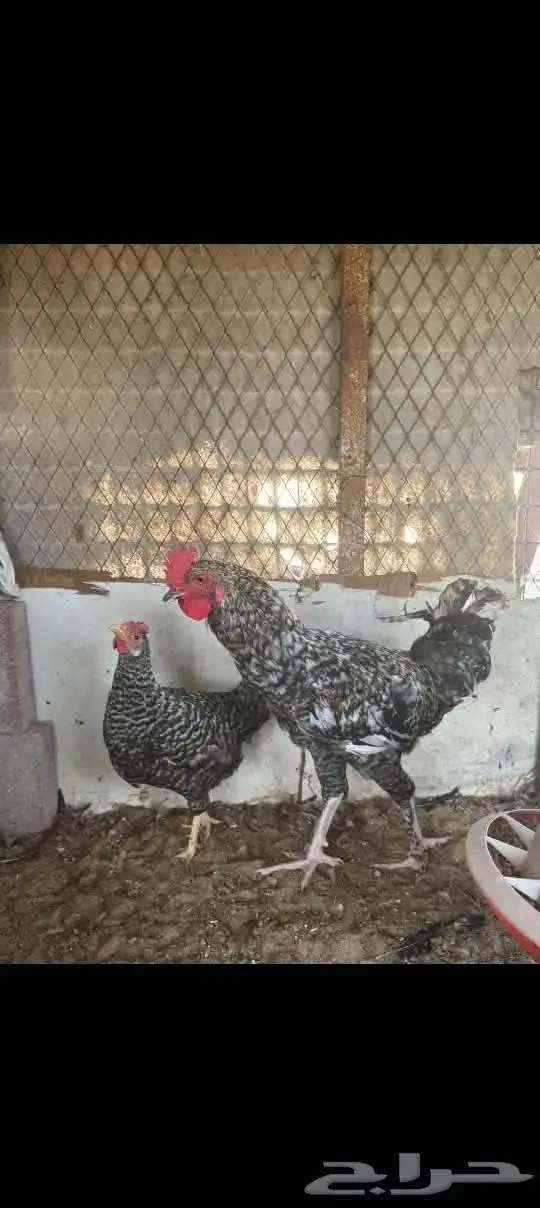 للبيع دجاجه وديك 0