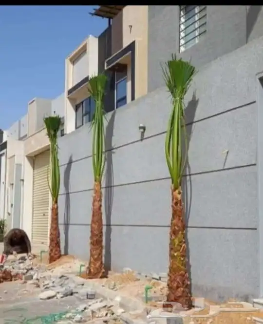 يوجد الدنيا جميع انواع النخيل الزينه والعربي وجميع انوع المق 2