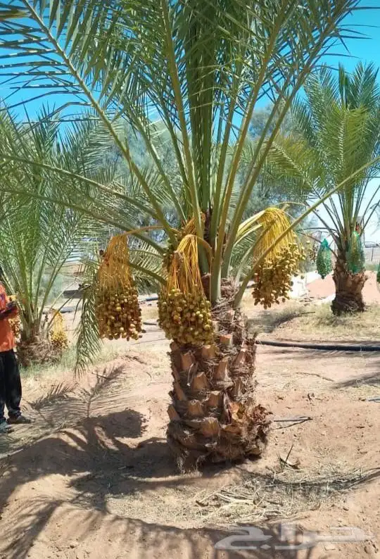 نخل اللبيع في الدوادمي 5