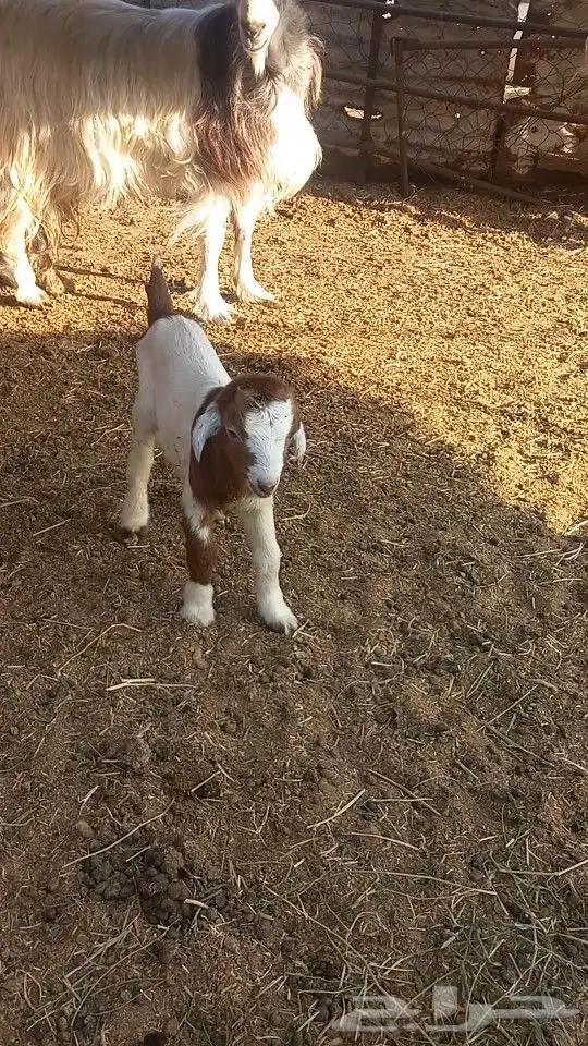 جفره العمر يومين 0