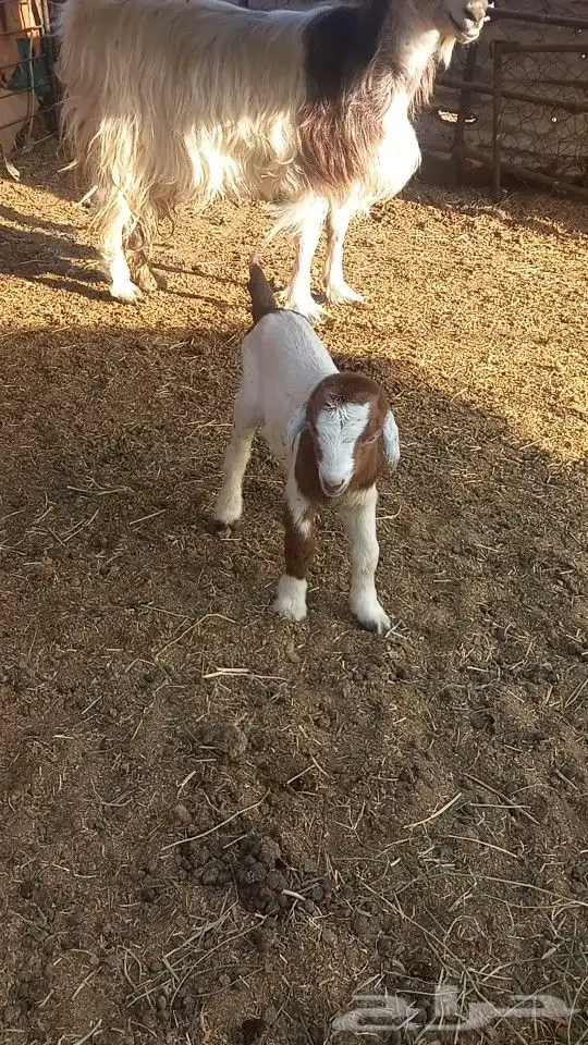 جفره العمر يومين 1