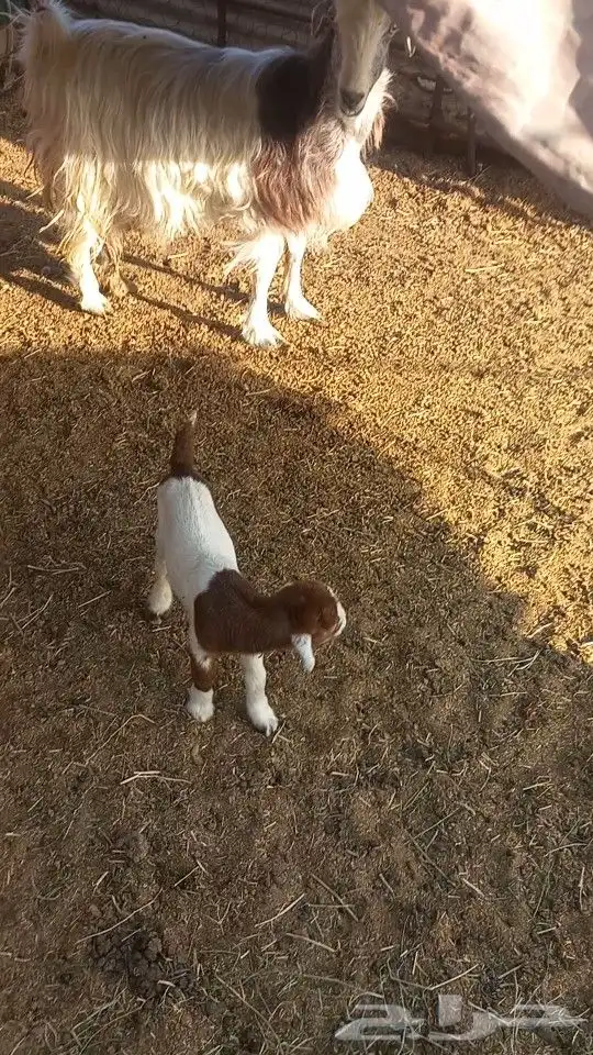جفره العمر يومين 2