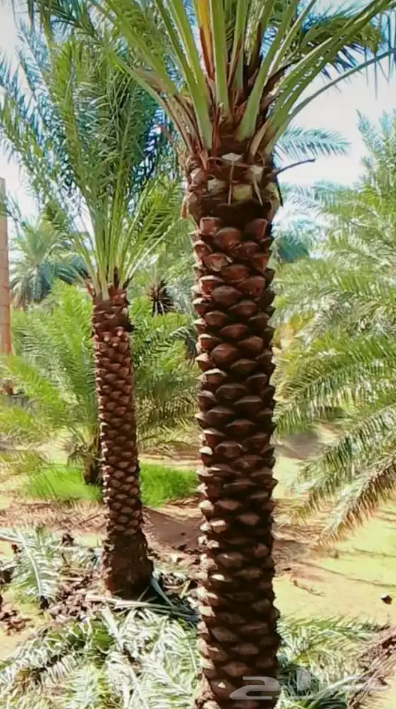 نخل جده مكه جميع انواعه يتوفر لدينا وجميع المقاسات 0