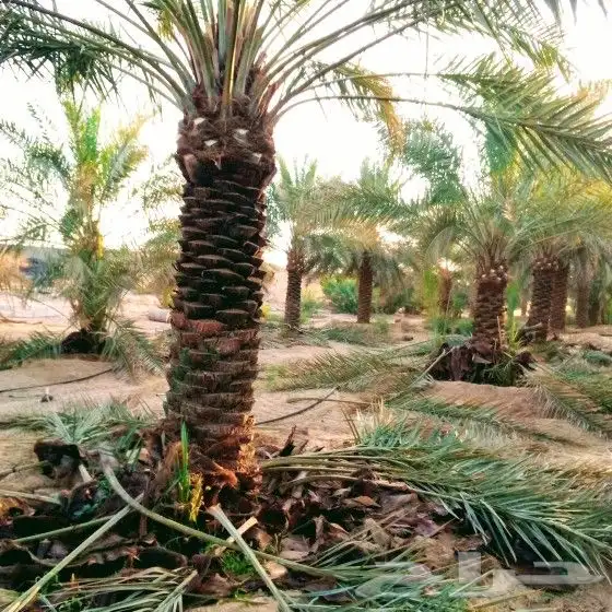 نخل مثمر للبيع نقايل فسائل يوجد توصيل اتصل نصلك نخيل منوع 8