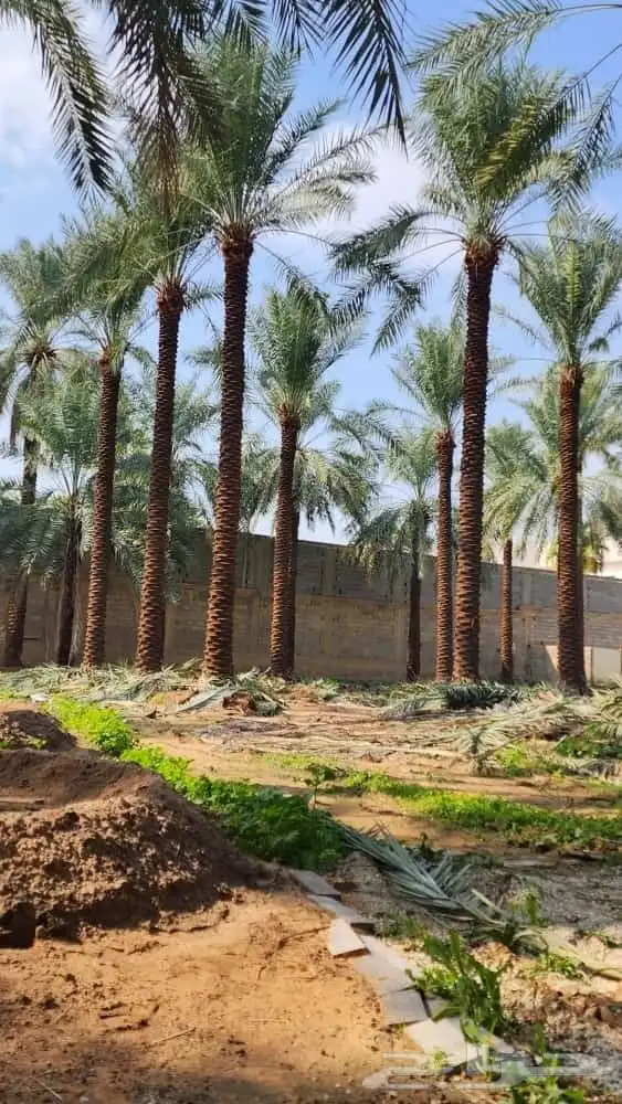 يوجد لدينا جميع انواع أنخيل للبيع 0