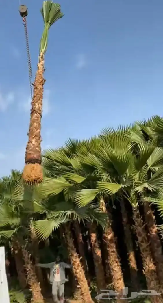 نخل جده مكه جميع انواعه يتوفر لدينا وجميع المقاسات 1