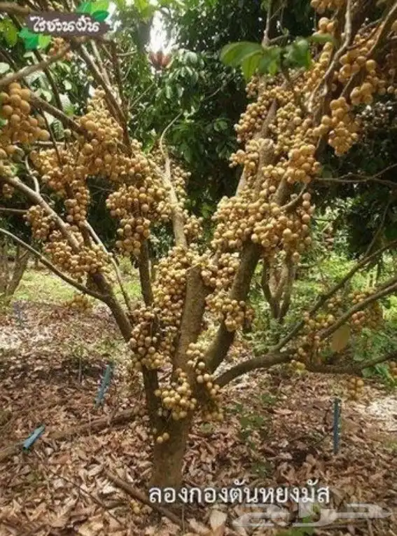 اللزيوم المنزلى Lansium domesticum 14