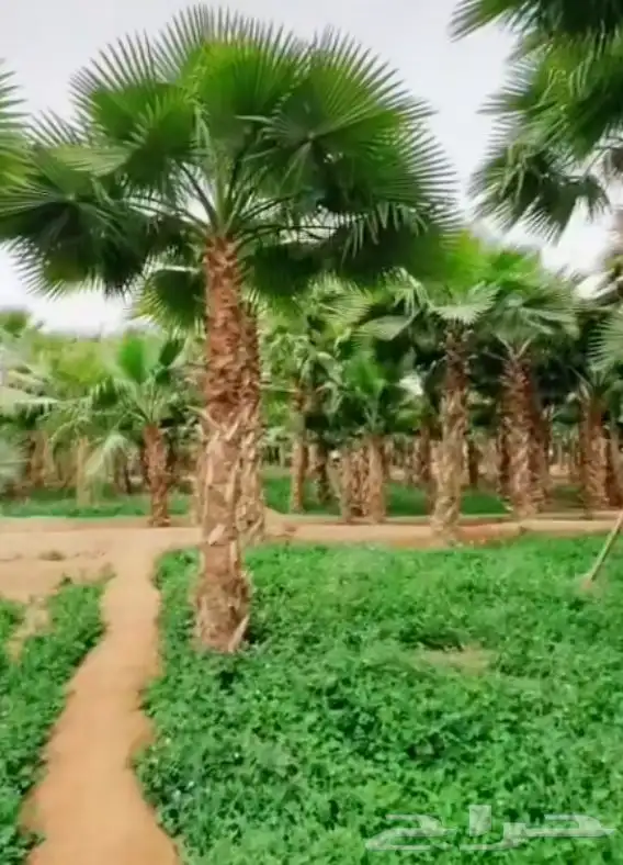 نخل جده مكه جميع انواعه يتوفر لدينا وجميع المقاسات 2