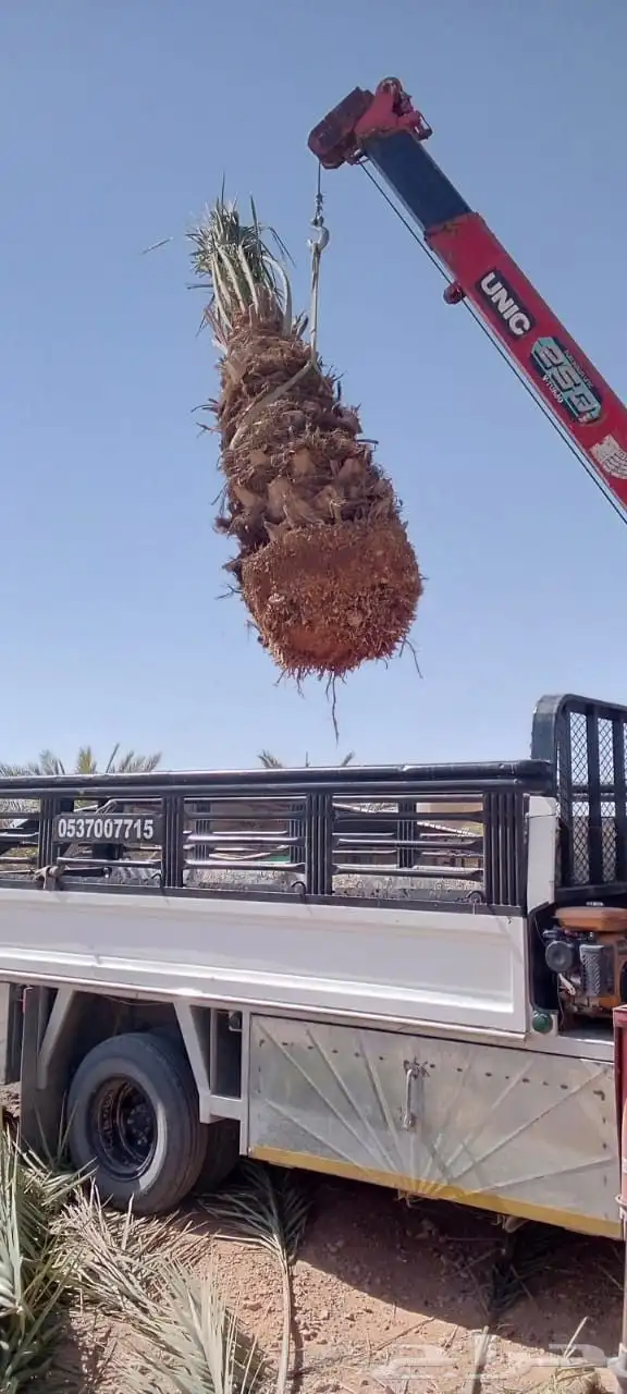 يوجدخلاص وصقعي من مترونص لامترين طيب خلاص شقرا 2