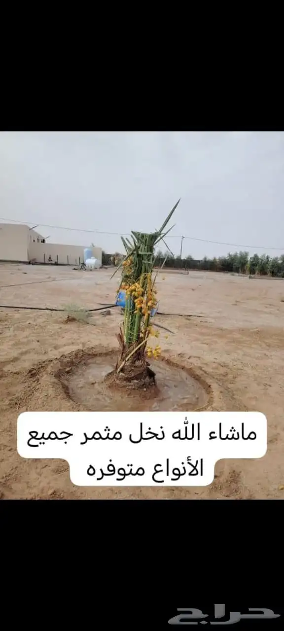 نخيل_مثمر_بجميع_انواعه_ومقاسته_المختلفه 5