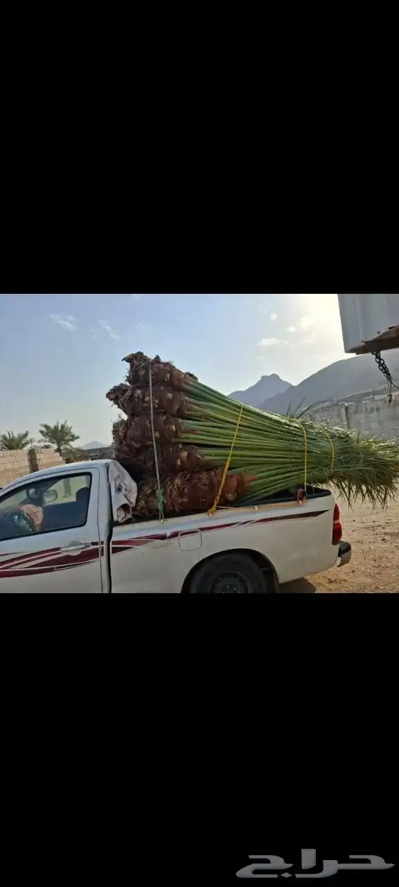 نخل للبيع بجميع نوايعه ومقاساته 2