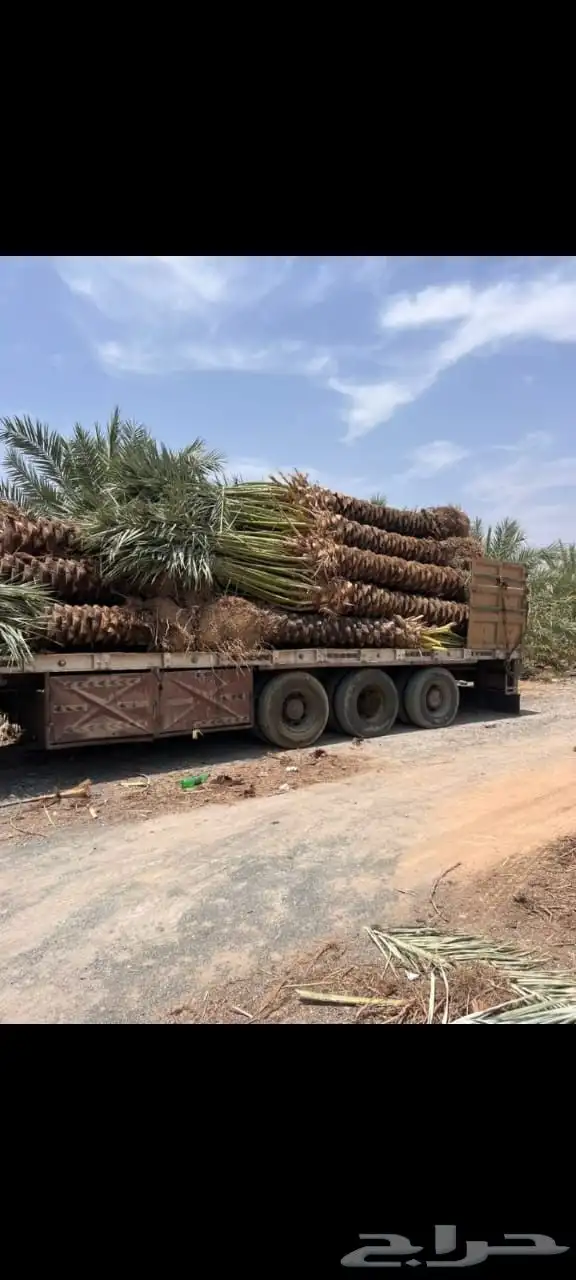 نخل للبيع بجميع نوايعه ومقاساته 4