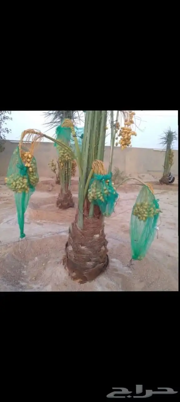 نخل للبيع بجميع نوايعه ومقاساته 1