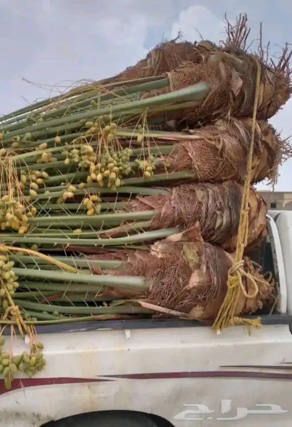 نخل جده مكه جميع انواعه يتوفر لدينا وجميع المقاسات 3