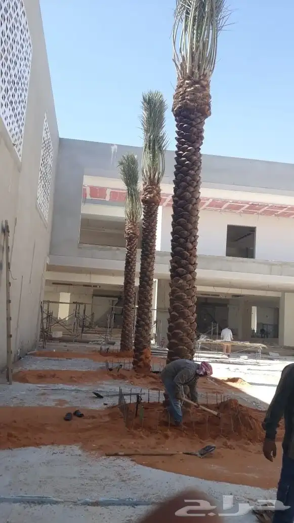 نخيل وزيتون 1