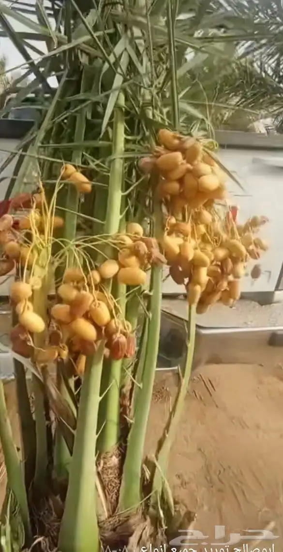 نخل جده مكه جميع انواعه يتوفر لدينا وجميع المقاسات 6