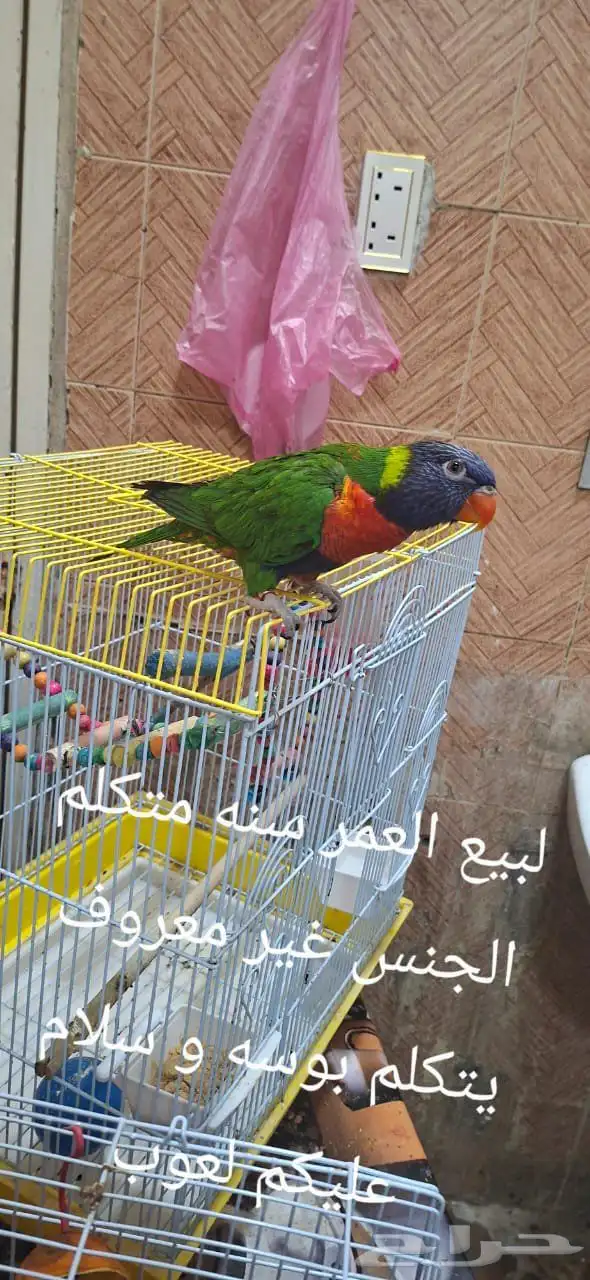 طير لوري 0