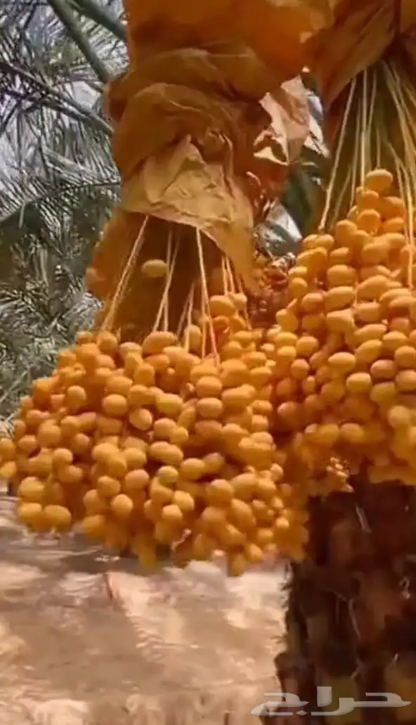 نخل جده مكه جميع انواعه يتوفر لدينا وجميع المقاسات 8