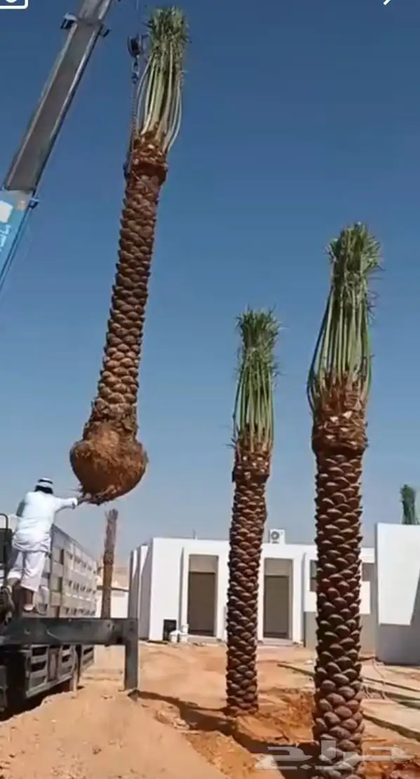 نخل جده مكه جميع انواعه يتوفر لدينا وجميع المقاسات 5