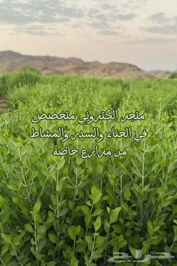 حناء طبيعي ميه بالمية بدون شوائب وسدر توصيل لجميع مناطق ا 0