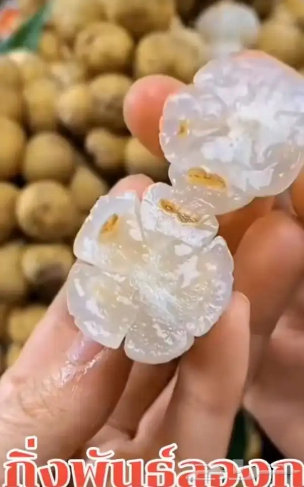 اللزيوم المنزلى Lansium domesticum 5
