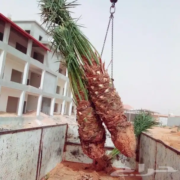 نخل مثمر للبيع نقايل فسائل يوجد توصيل اتصل نصلك نخيل منوع 6