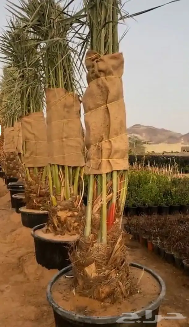 نخل جده مكه جميع انواعه يتوفر لدينا وجميع المقاسات 4