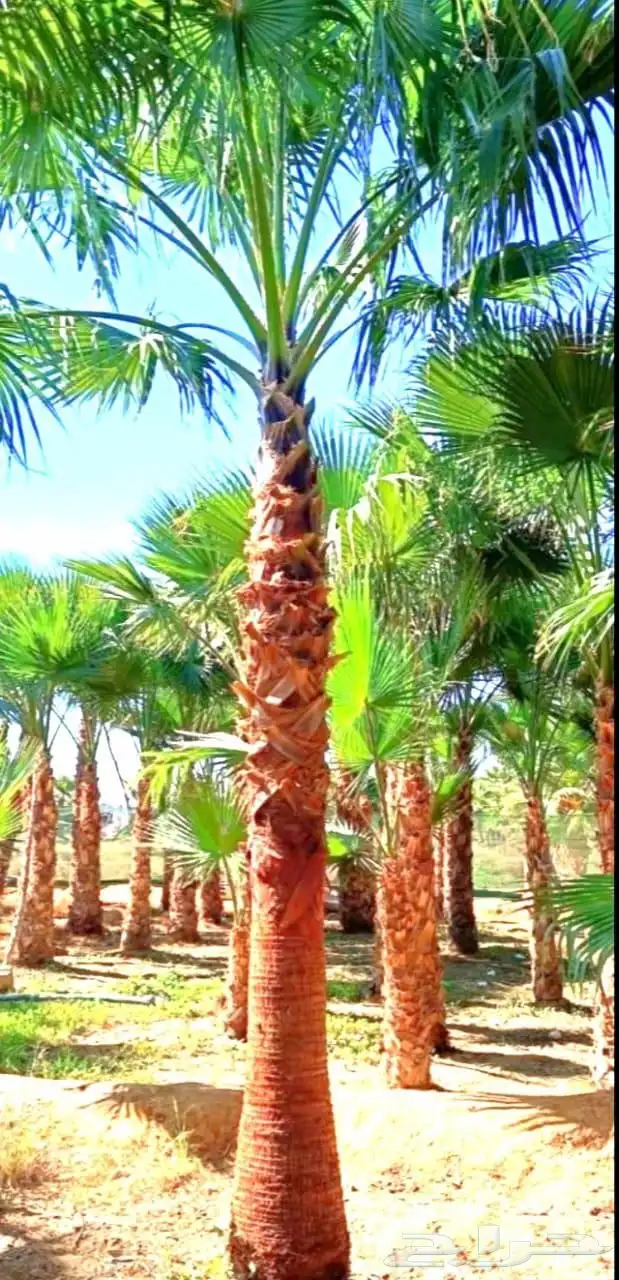 نخل مثمر للبيع نقايل جثايث فسائل نخل واشنطني زينه واشنطنيا 1