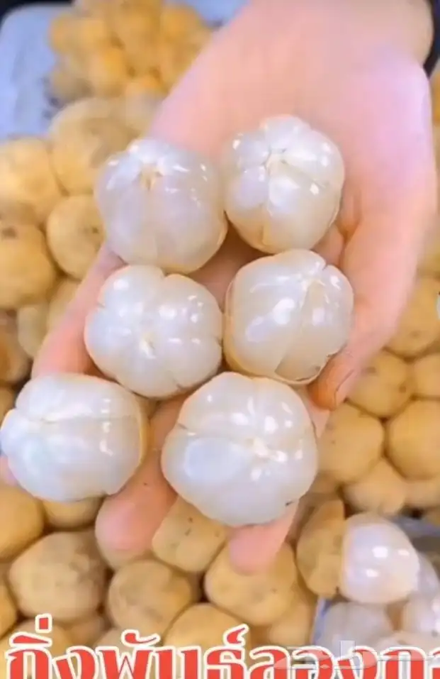 اللزيوم المنزلى Lansium domesticum 4