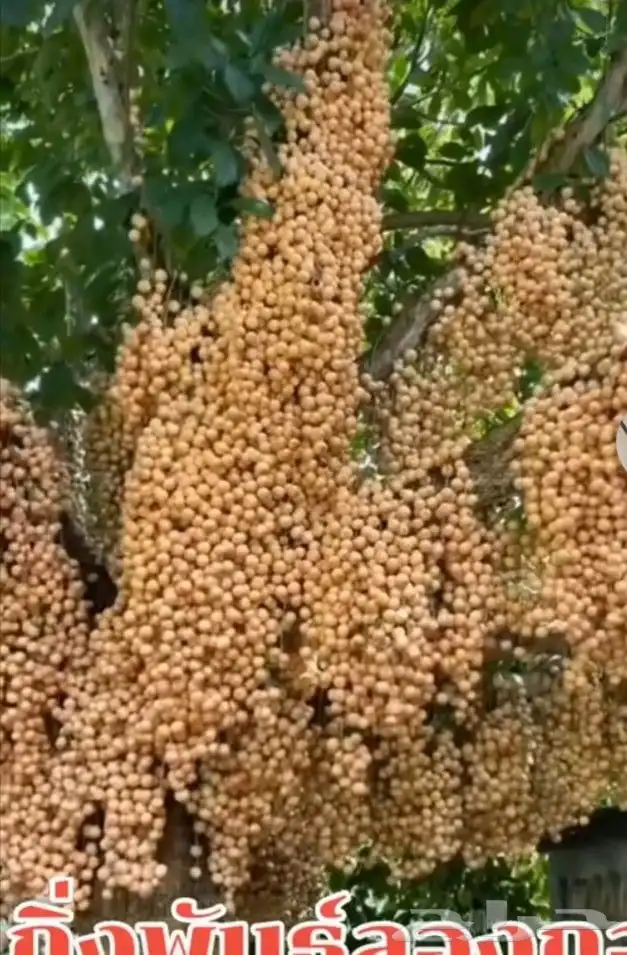 اللزيوم المنزلى Lansium domesticum 2