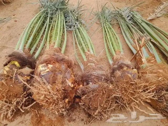 نخل للبيع مثمر بيع نخل سكري اخلاص برحي مجدول صقعي 7