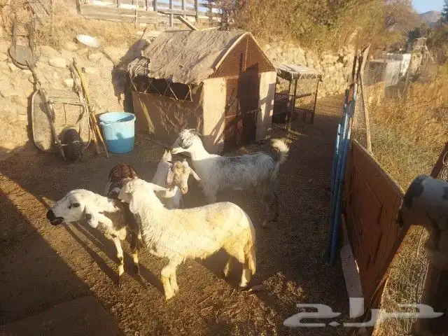غنم للبيع بمدينة تنومة 0