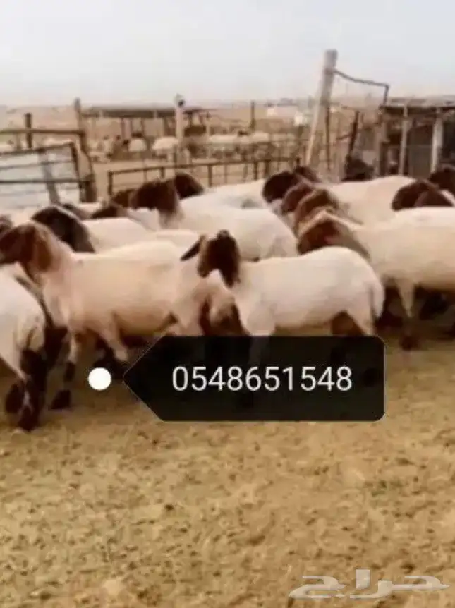 جز صوف الأغنام ماكينه كهرباء 0