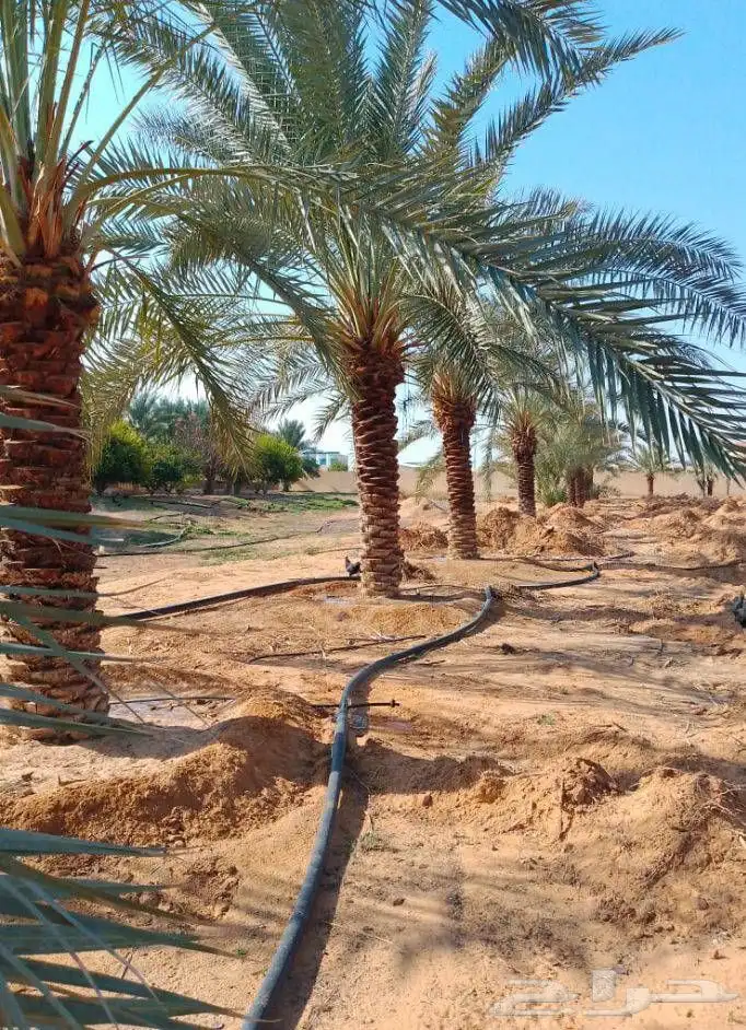 نخل جده مكه جميع انواعه يتوفر لدينا وجميع المقاسات 9