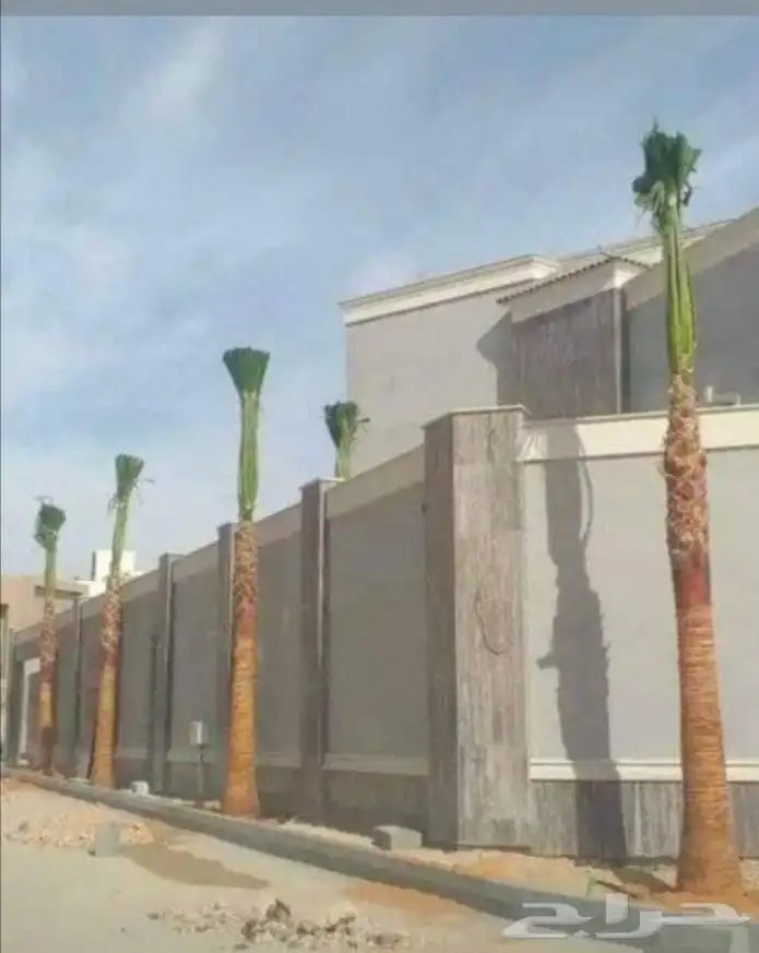 نخل عربي نخيل مثمر فسايل جثايث نخيل زينه واشنطني فسايل نقايل 2