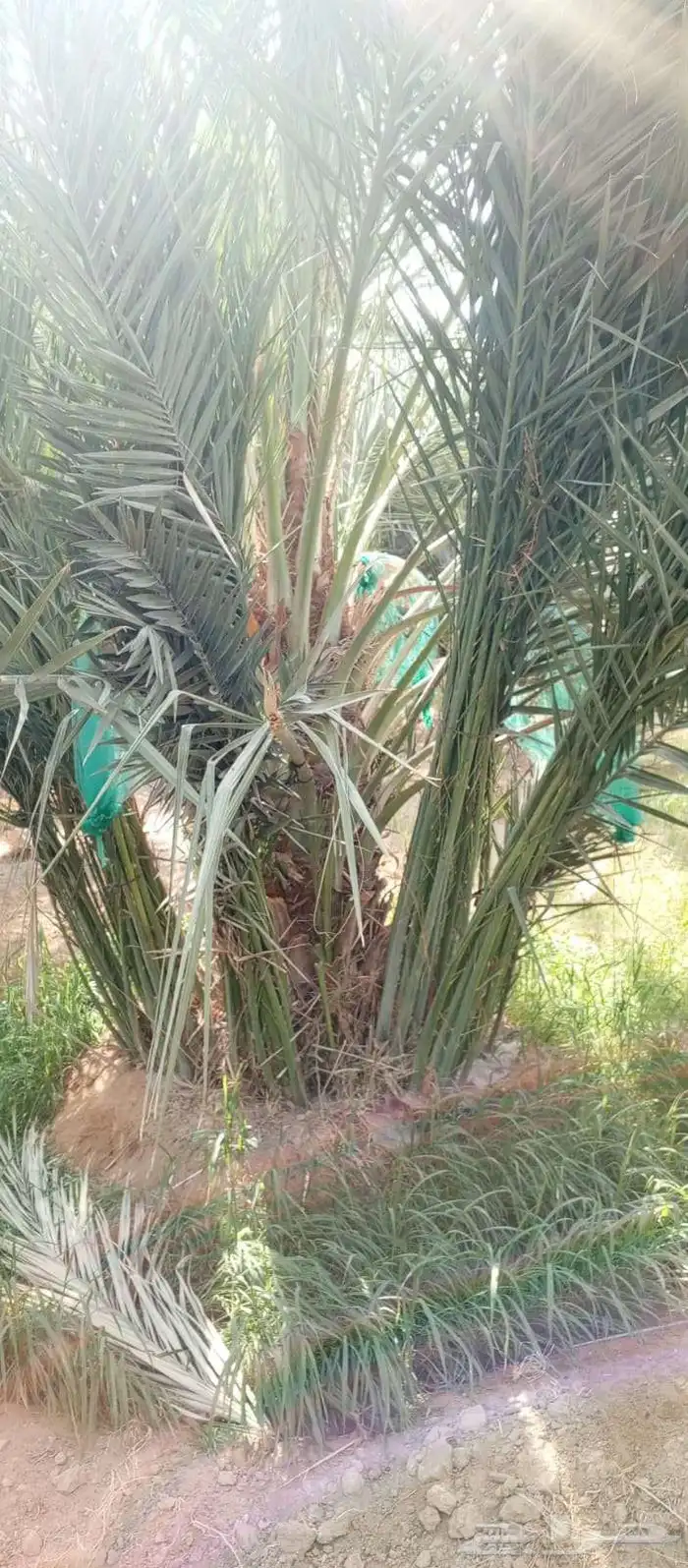 يوجد لدينا فسائل 6
