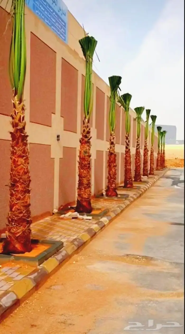 نخل مثمر للبيع نقايل جثايث فسائل نخل واشنطني زينه واشنطنيا 2