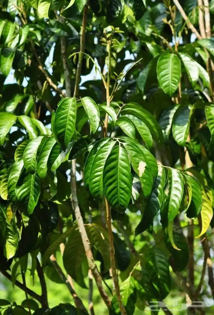 اللزيوم المنزلى Lansium domesticum 10