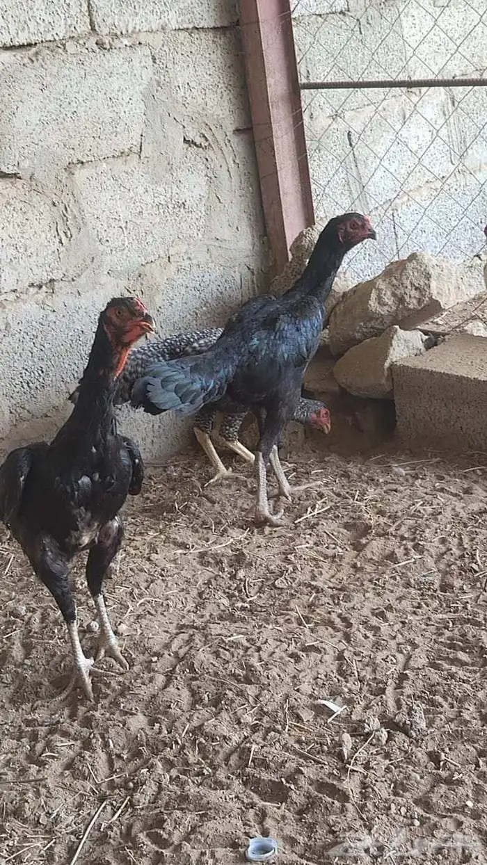 ثنتين دجاج شامو ألماني 0
