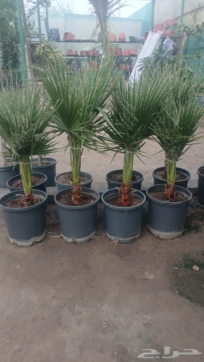 نخل للبيع جثايث عربي وواشنطني جده ومكه المكرمه وطايف 9