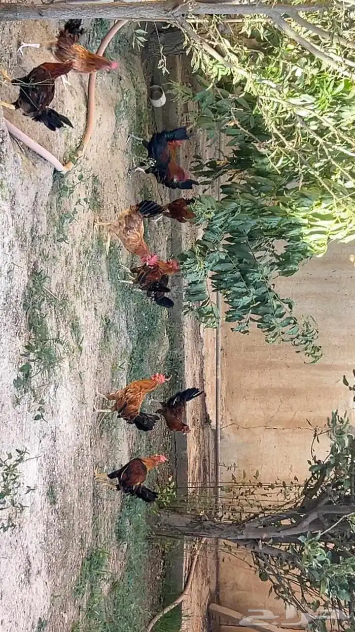عدد 13 ديك للبيع عمر تقريبا خمس شهور وعليها 0