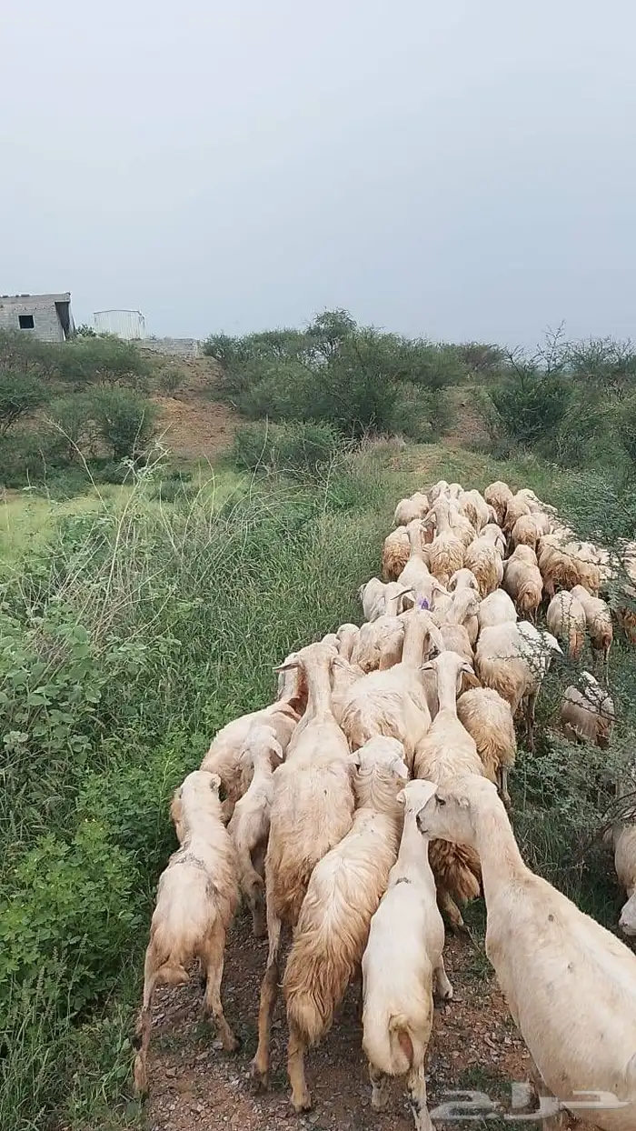 ضان رفيديات شرط دفيع العدد 100 0